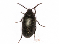 Prionychus ater